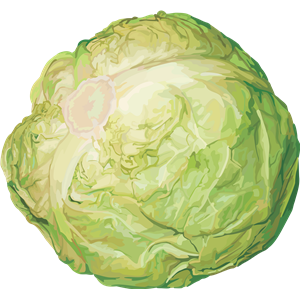 Cabbage PNG image-8817